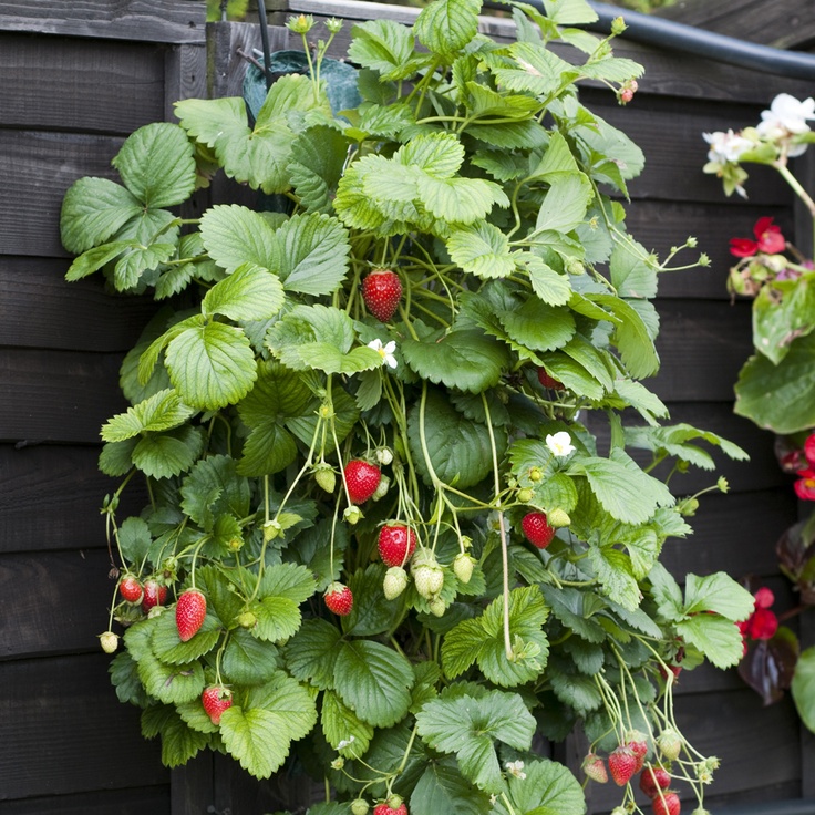 hanging strawberries