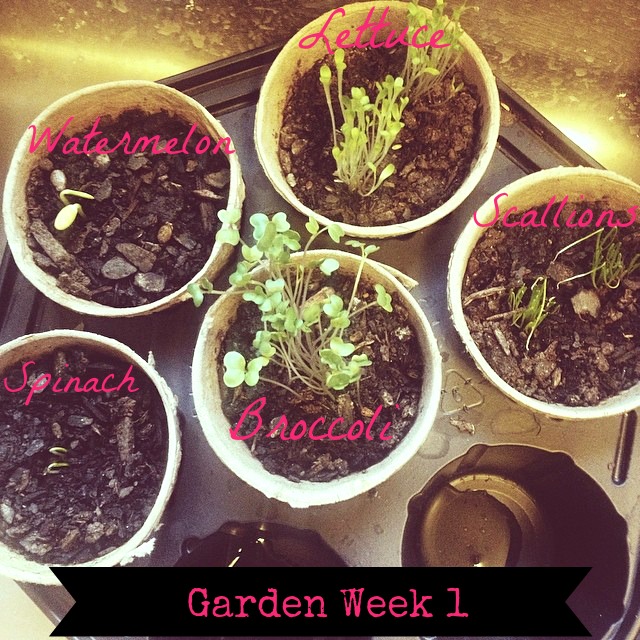 Garden 1 week blog