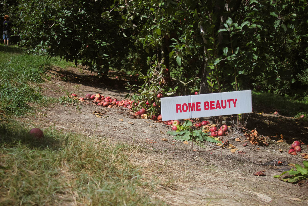 B.J. Reece Orchards