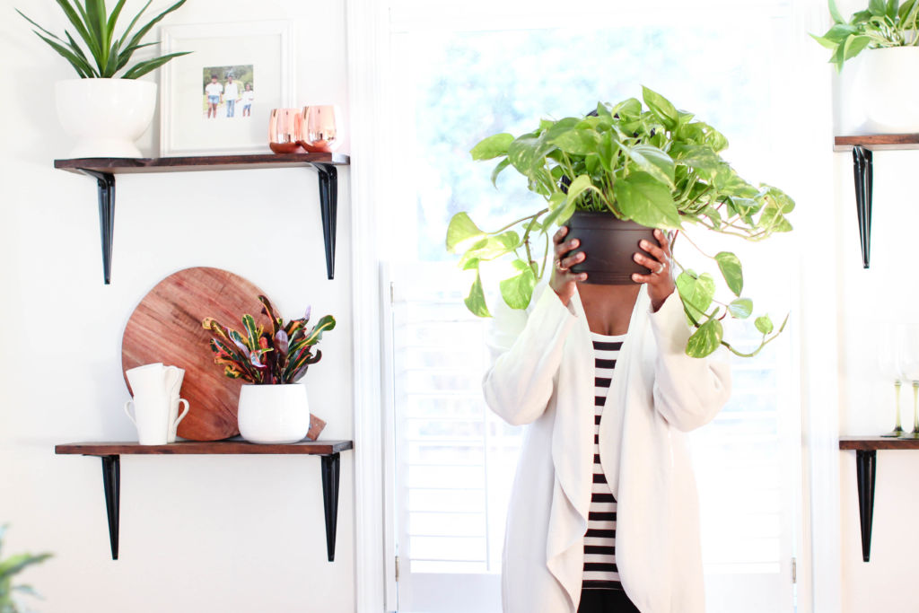 how to take care of houseplants
