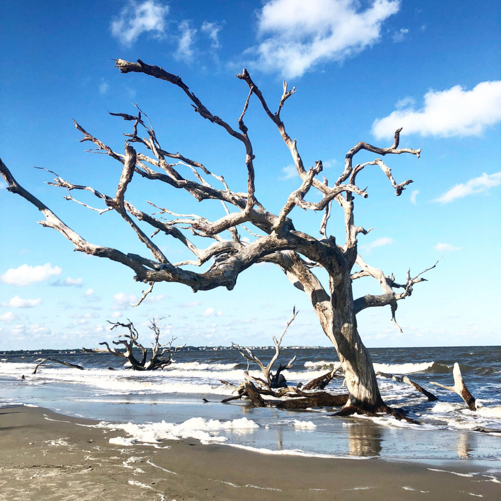 Jekyll Island Driftwood Beach